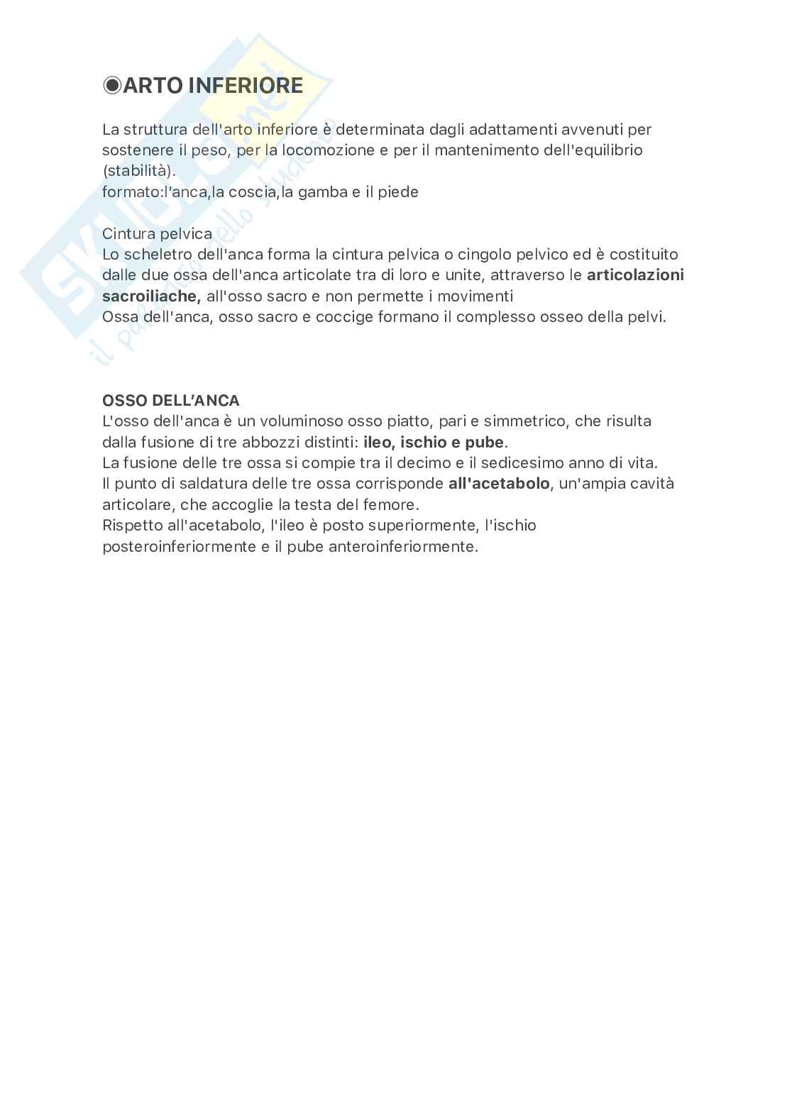 Arto inferiore Pag. 1