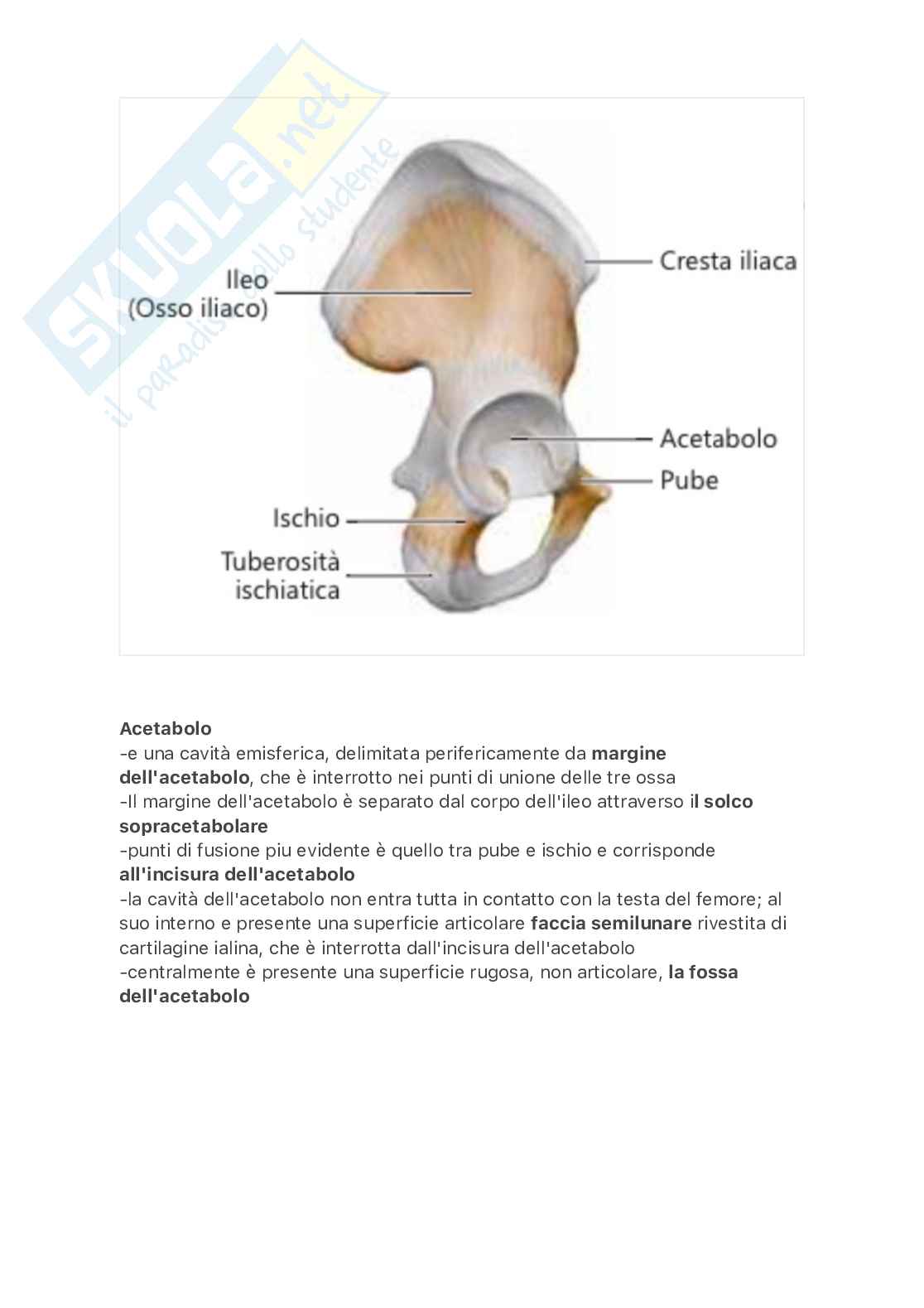 Arto inferiore Pag. 2
