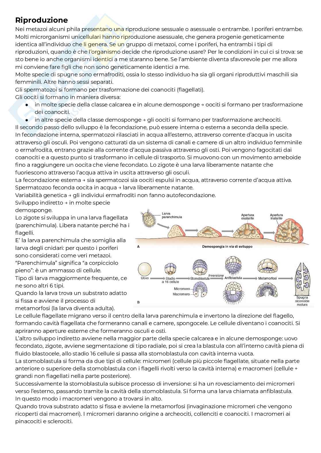 Biologia animale - parte 3 Pag. 1