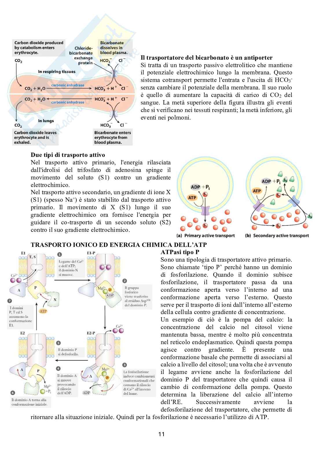 Biochimica 2 Pag. 11