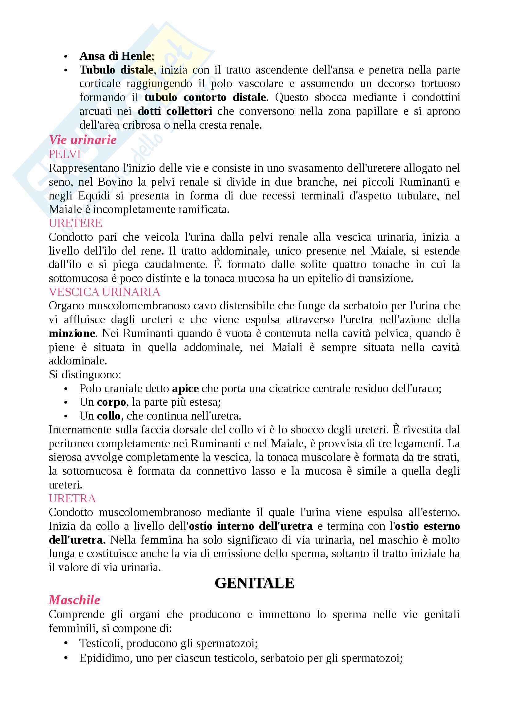 Anatomia animale Pag. 56