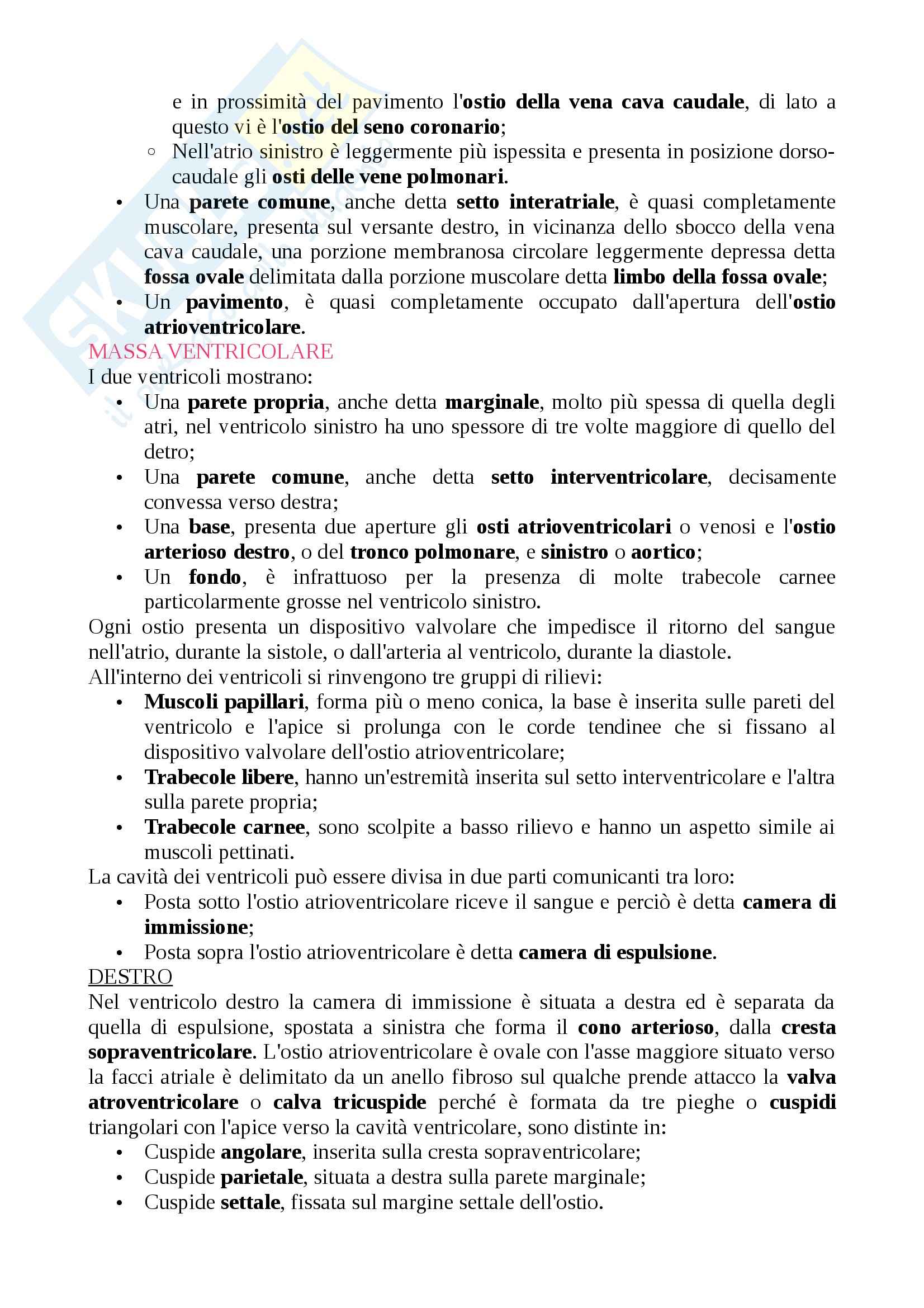 Anatomia animale Pag. 71