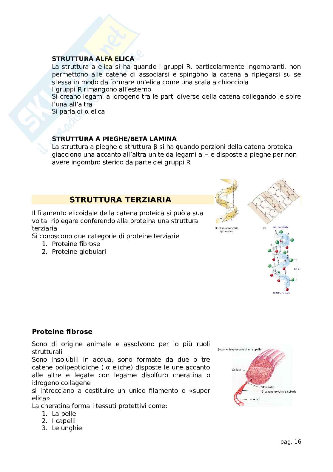 Principali caratteristiche di enzimi e proteine Pag. 16