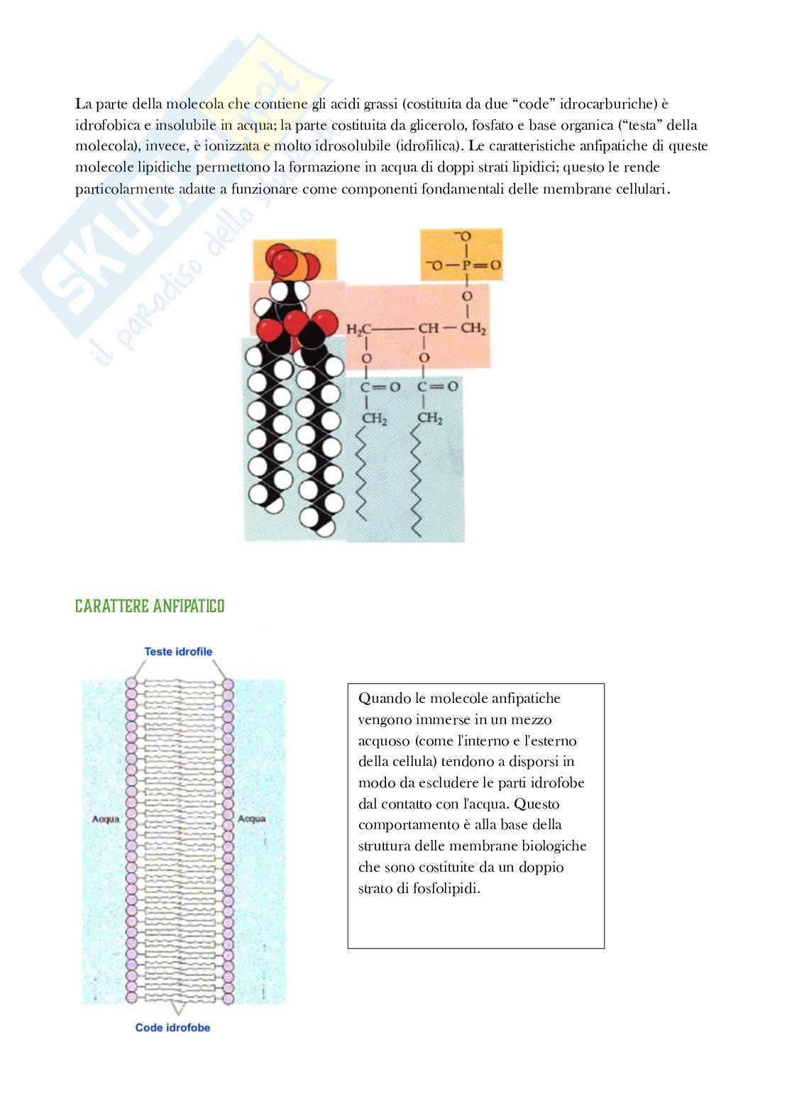Riassunto esame Biologia, Prof. Di Mauro Ivan, libro consigliato Elementi di biologia , Solomon Pag. 41