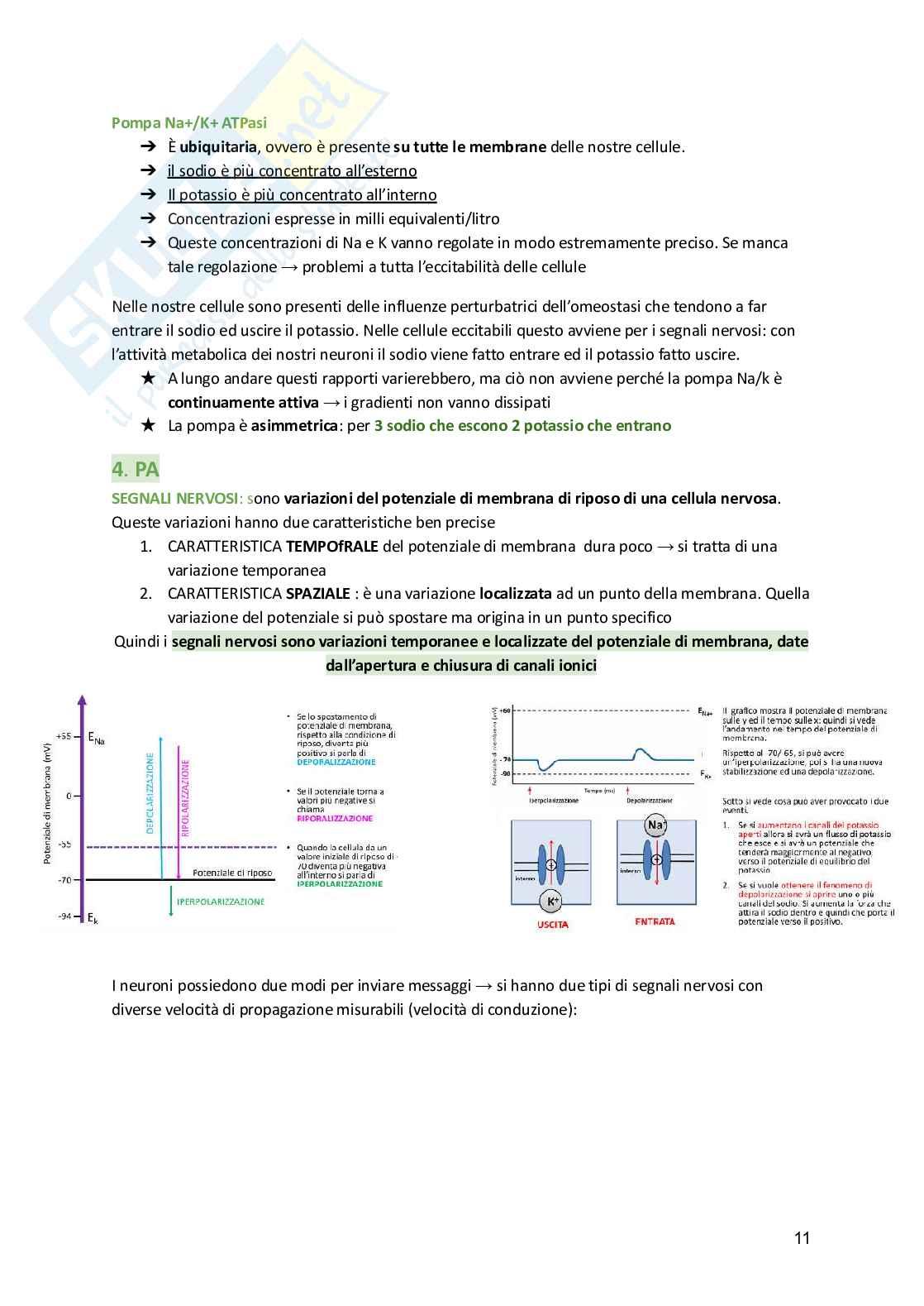 Fisiologia umana  Pag. 11