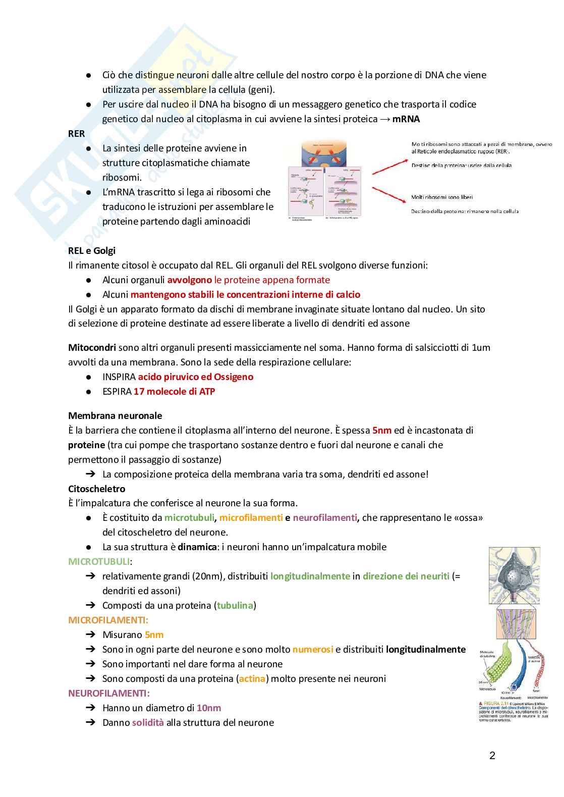 Fisiologia umana  Pag. 2