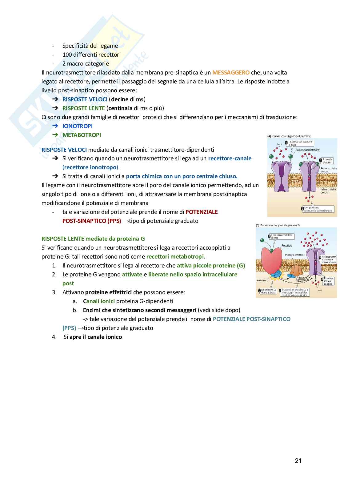 Fisiologia umana  Pag. 21