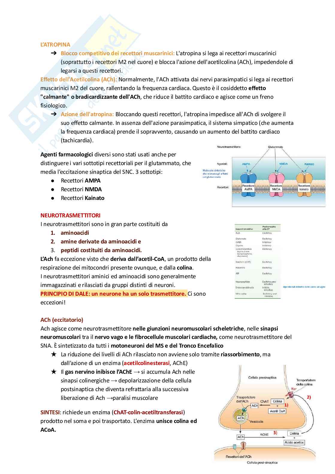 Fisiologia umana  Pag. 26