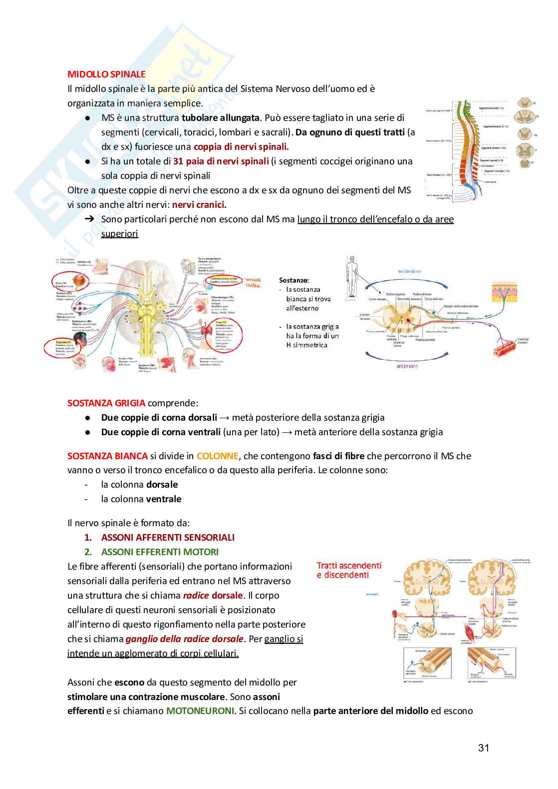 Fisiologia umana  Pag. 31