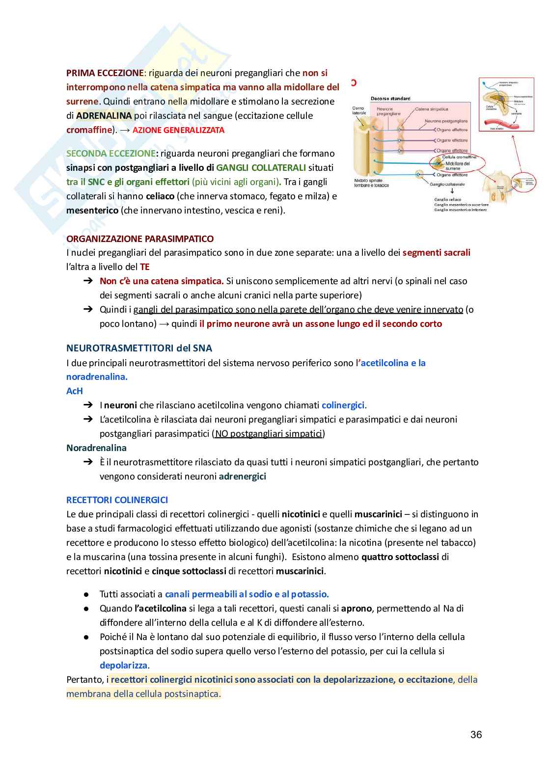 Fisiologia umana  Pag. 36