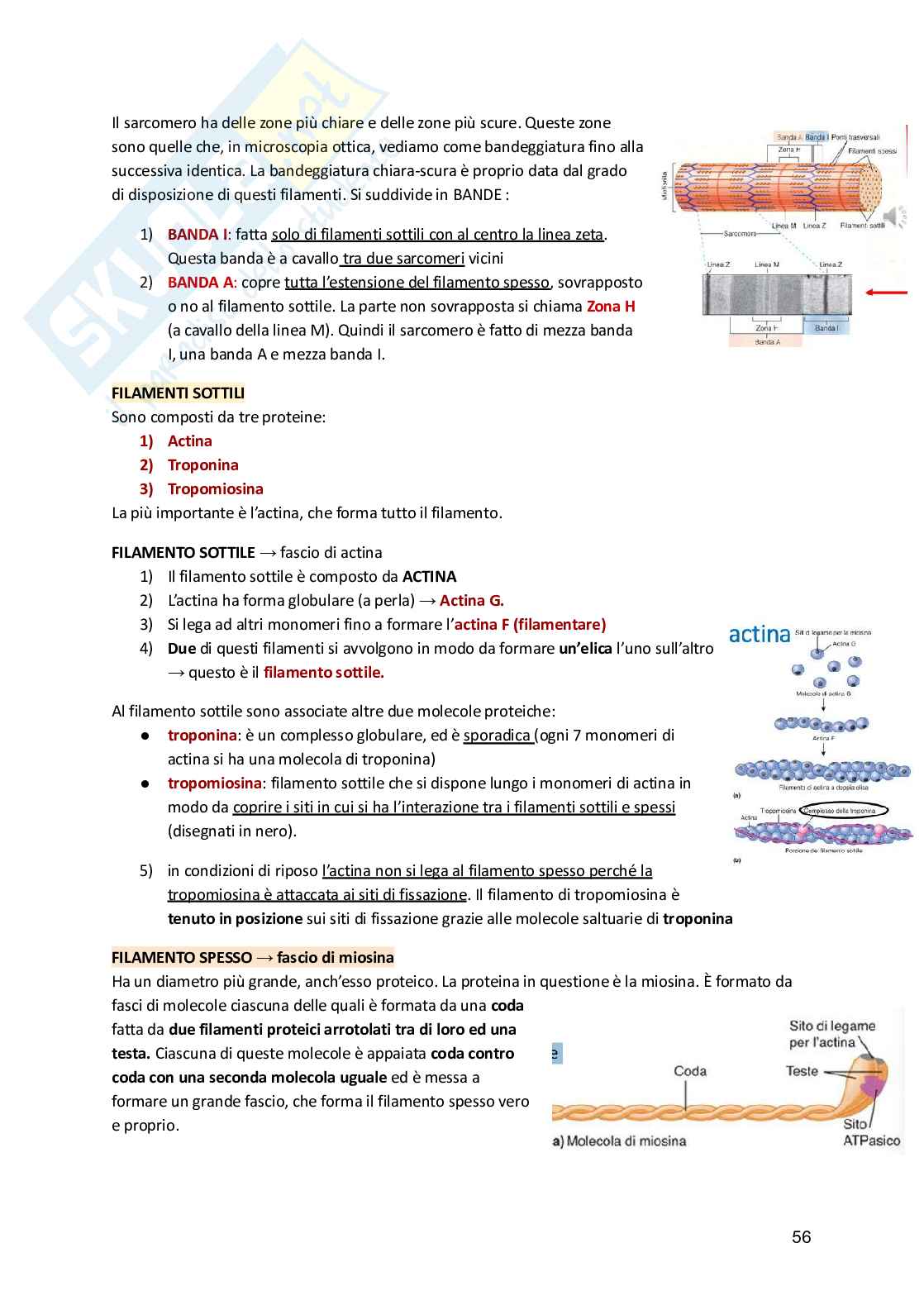 Fisiologia umana  Pag. 56
