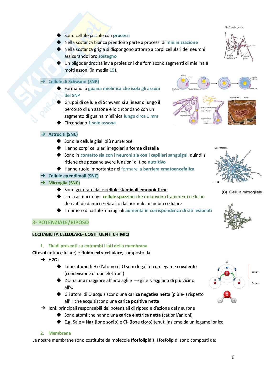 Fisiologia umana  Pag. 6