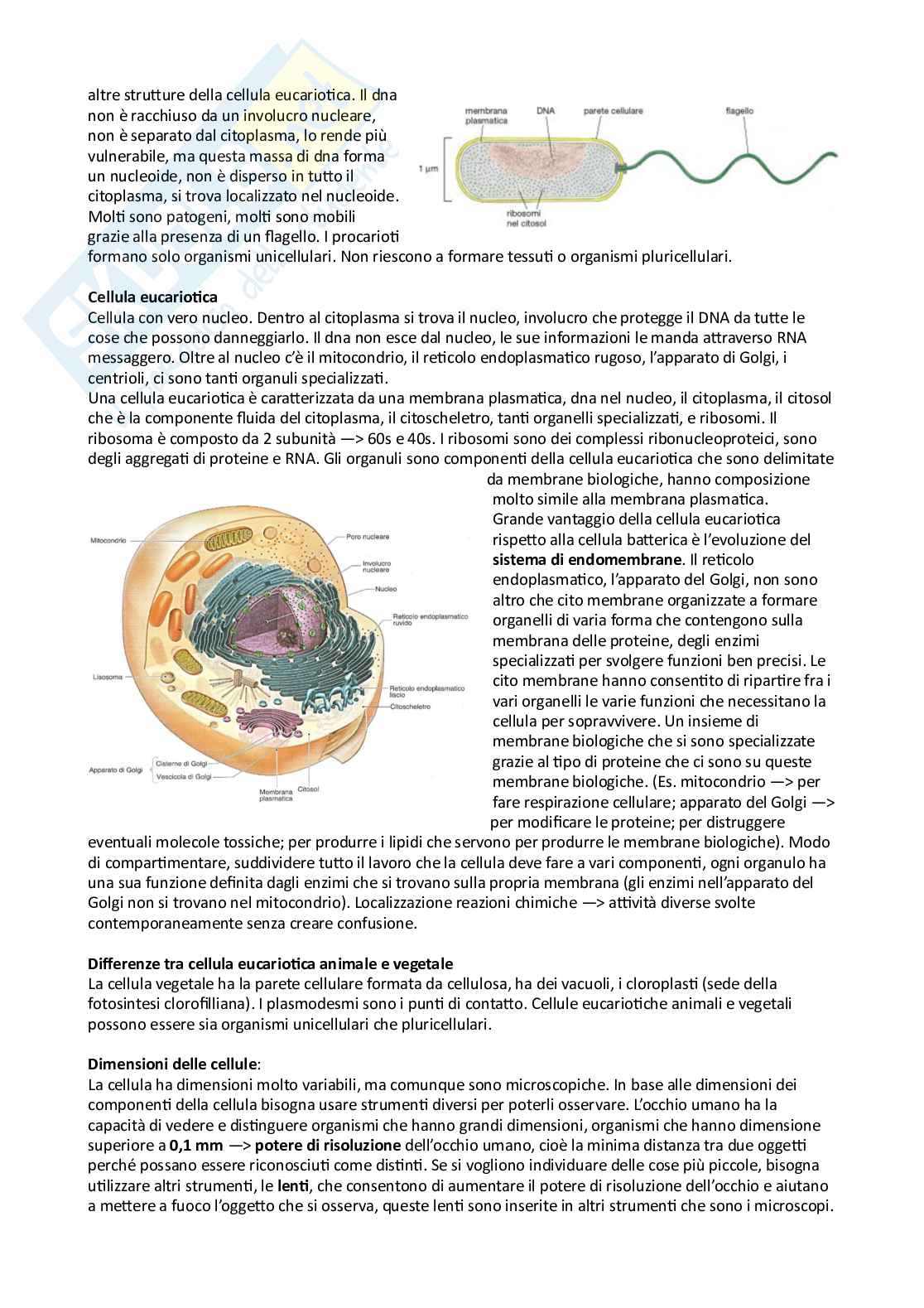 Appunti completi Biologia animale (2023/24) Pag. 2