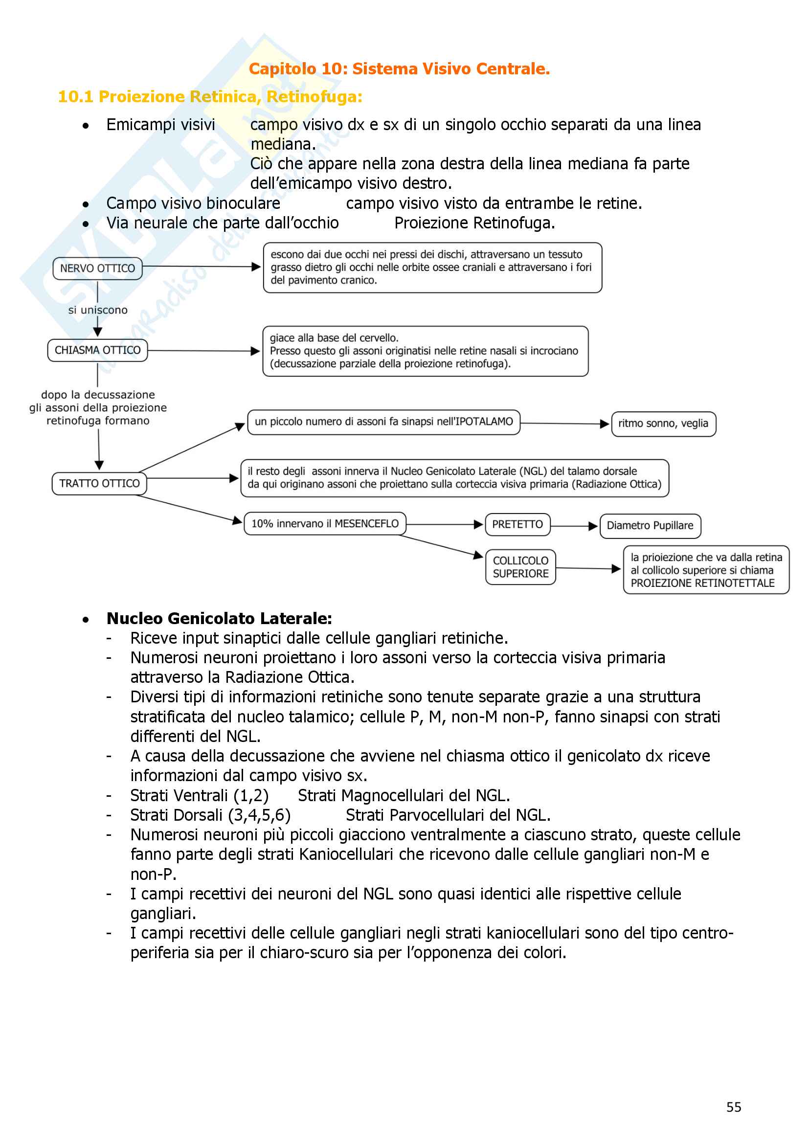 Neuroscienze Cognitive Pag. 56