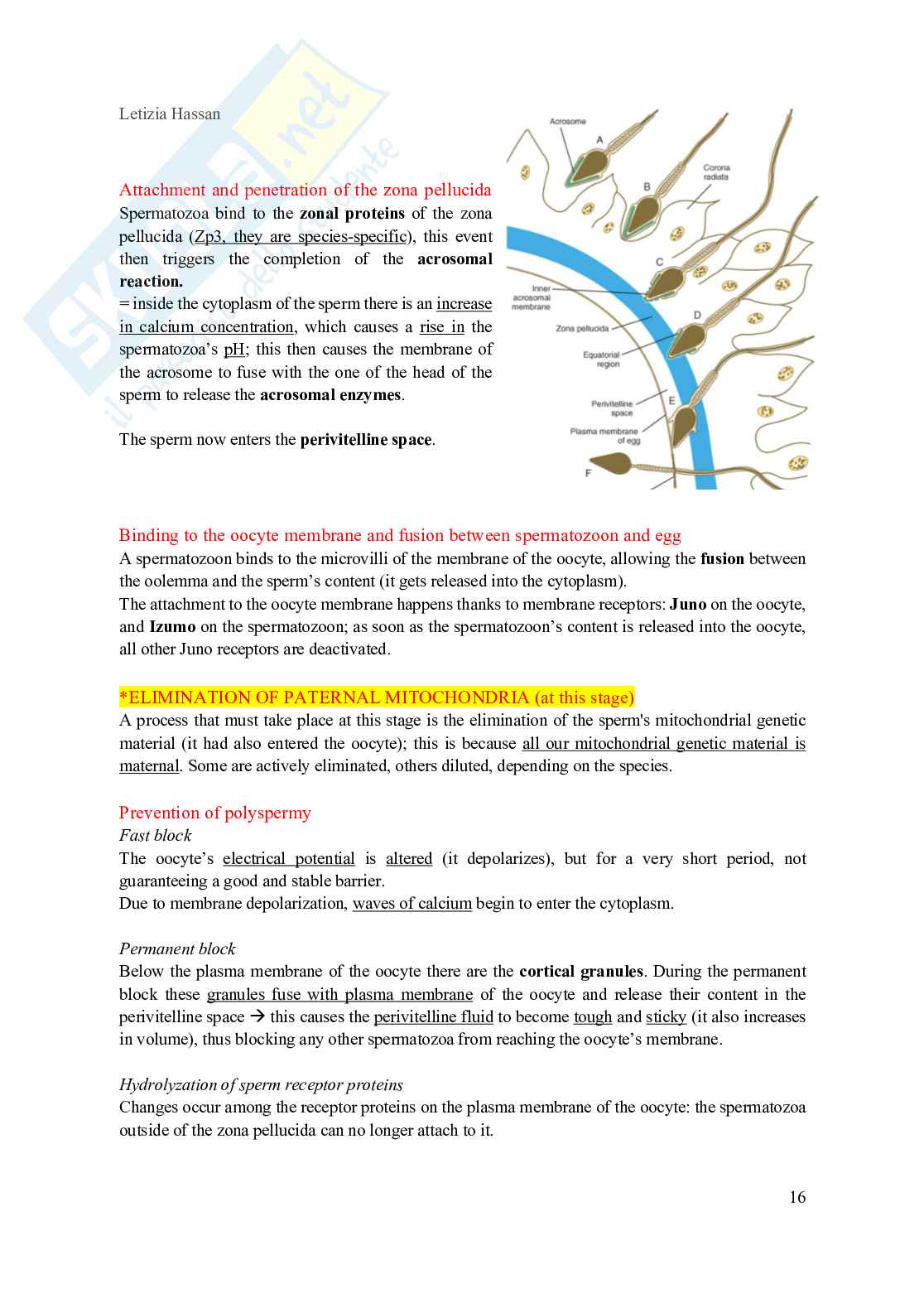 Riassunto esame Embriologia, Prof. Castagneti Lara, libro consigliato Carlson, Bruce M. Carlson Pag. 16