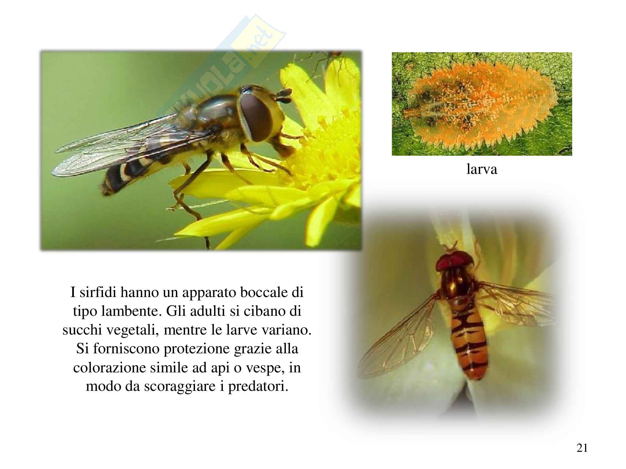 Insetti sistematica, zoologia, scienze biologiche Pag. 21