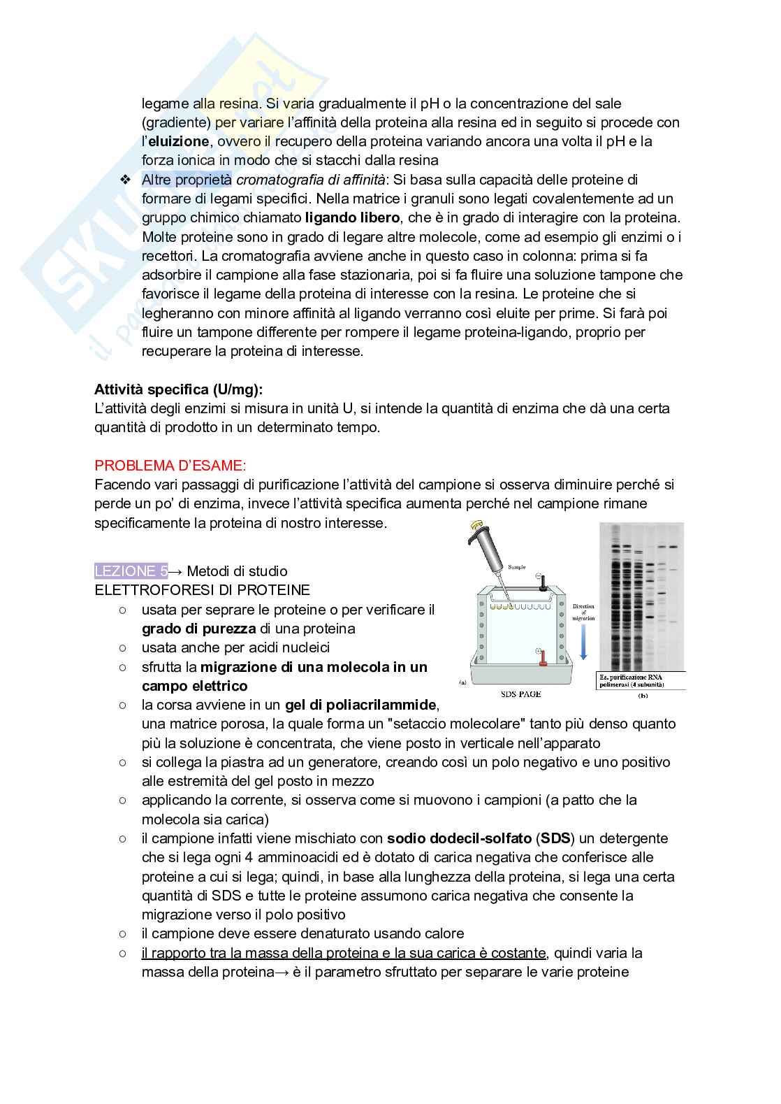 Appunti di Biochimica Pag. 11