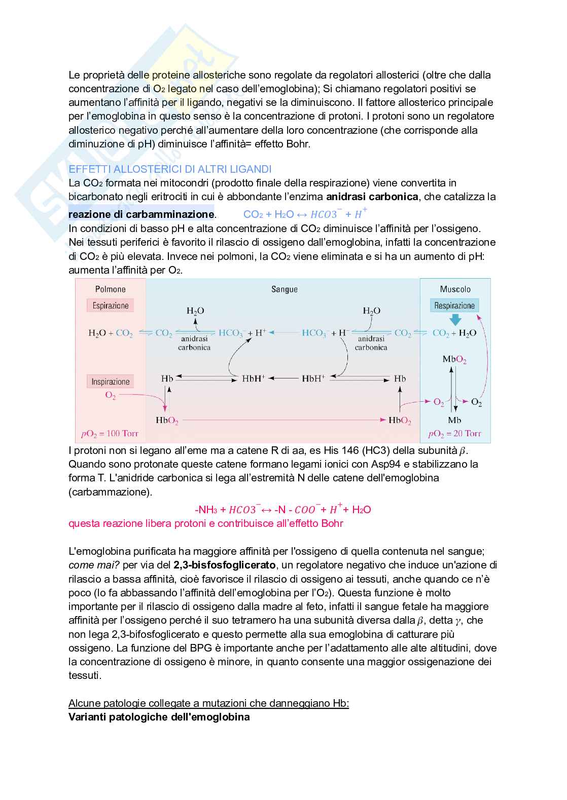 Appunti di Biochimica Pag. 26