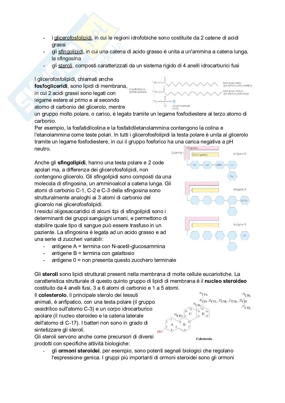 Appunti di Biochimica Pag. 56