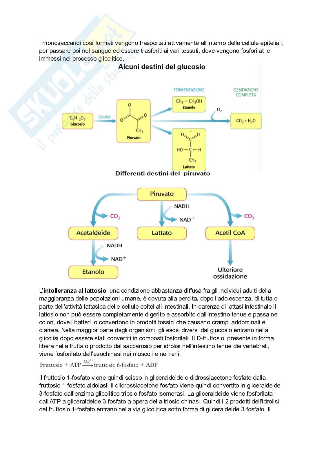 Appunti di Biochimica Pag. 76