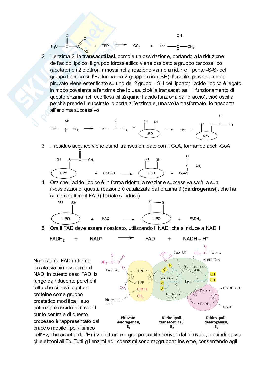 Appunti di Biochimica Pag. 81