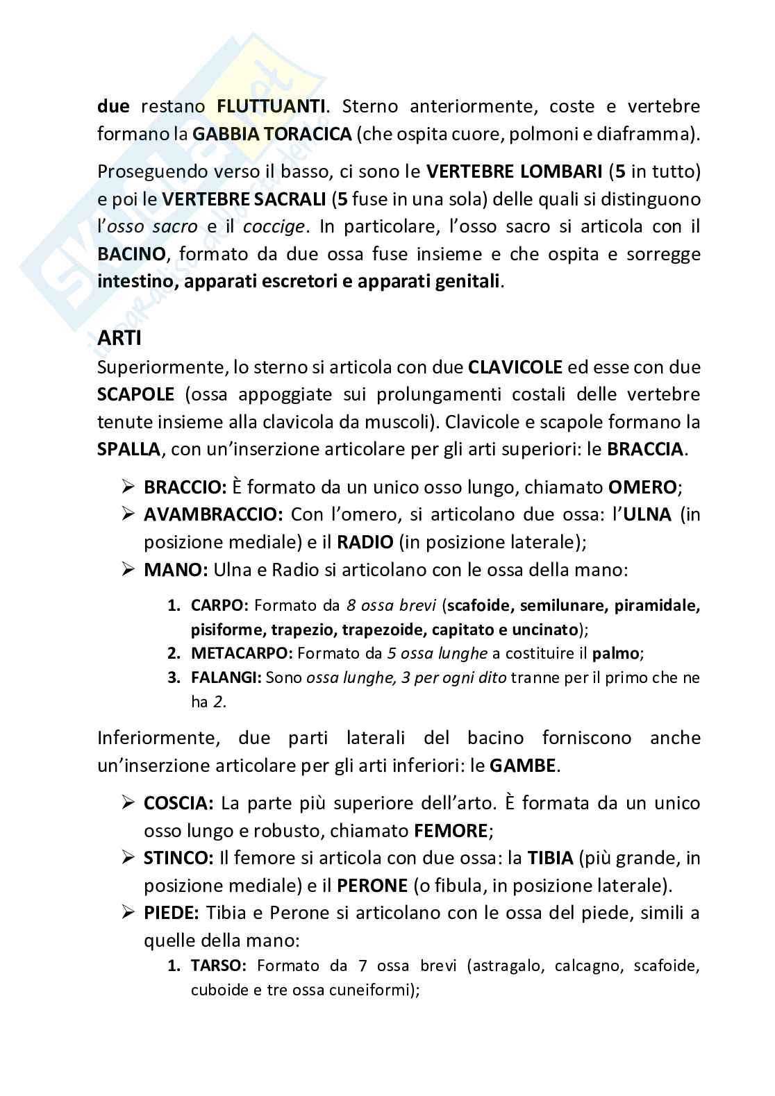 Anatomia (prima parte) Pag. 36