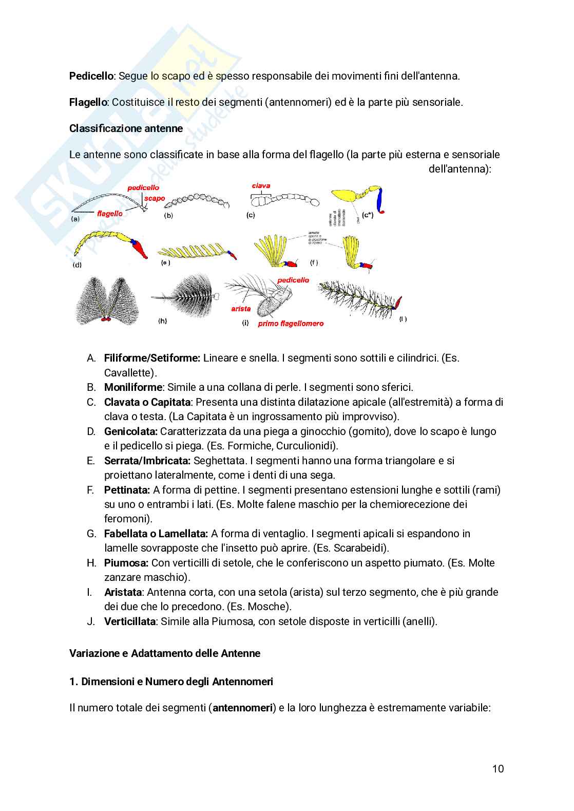 Appunti Entomologia viticola Pag. 11