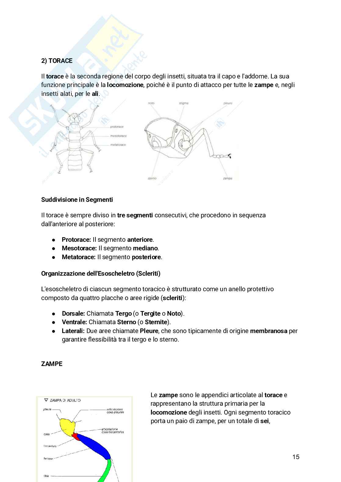 Appunti Entomologia viticola Pag. 16