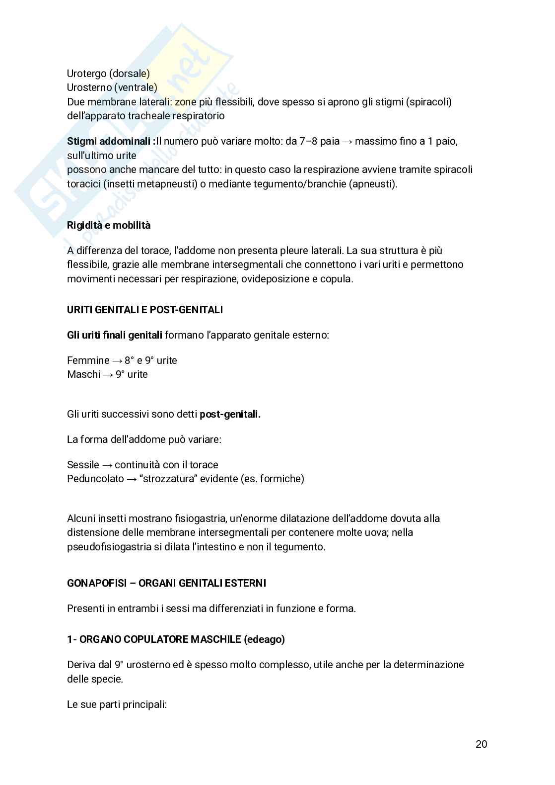 Appunti Entomologia viticola Pag. 21