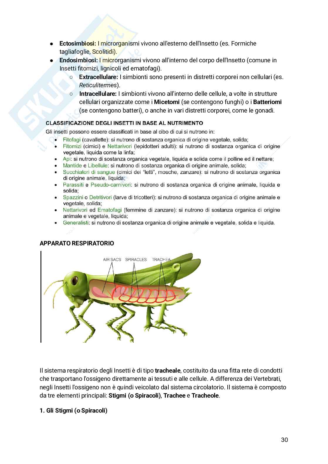 Appunti Entomologia viticola Pag. 31