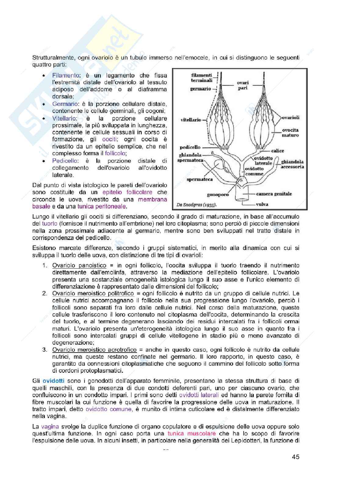 Appunti Entomologia viticola Pag. 46