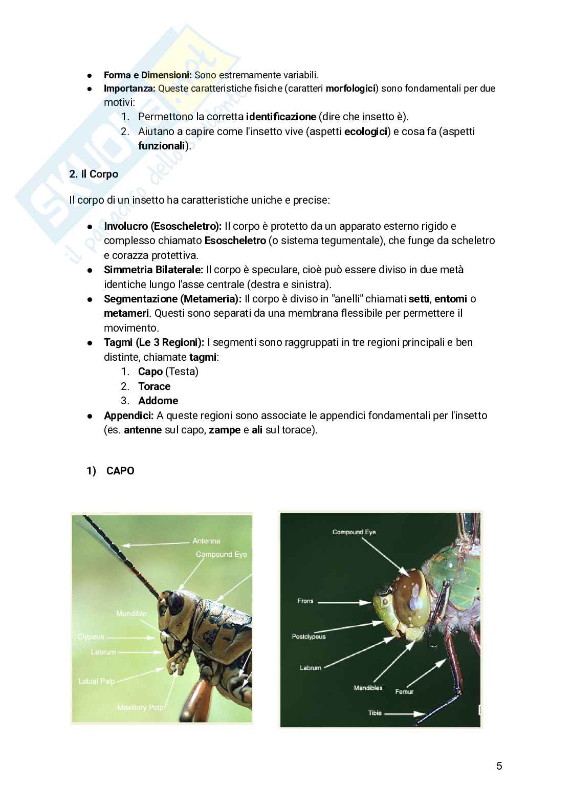 Appunti Entomologia viticola Pag. 6