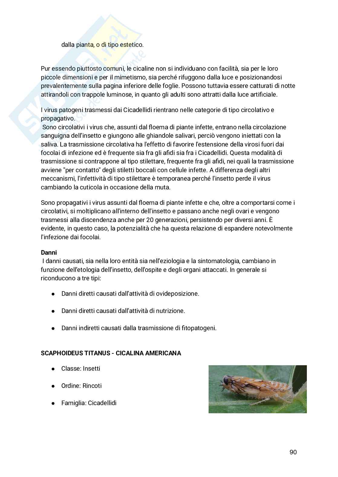 Appunti Entomologia viticola Pag. 91