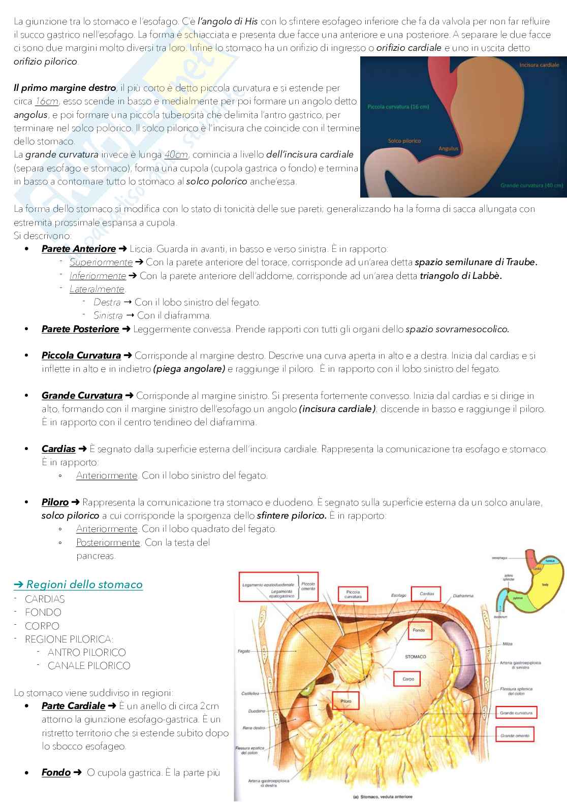 Anatomia 1 Pag. 51