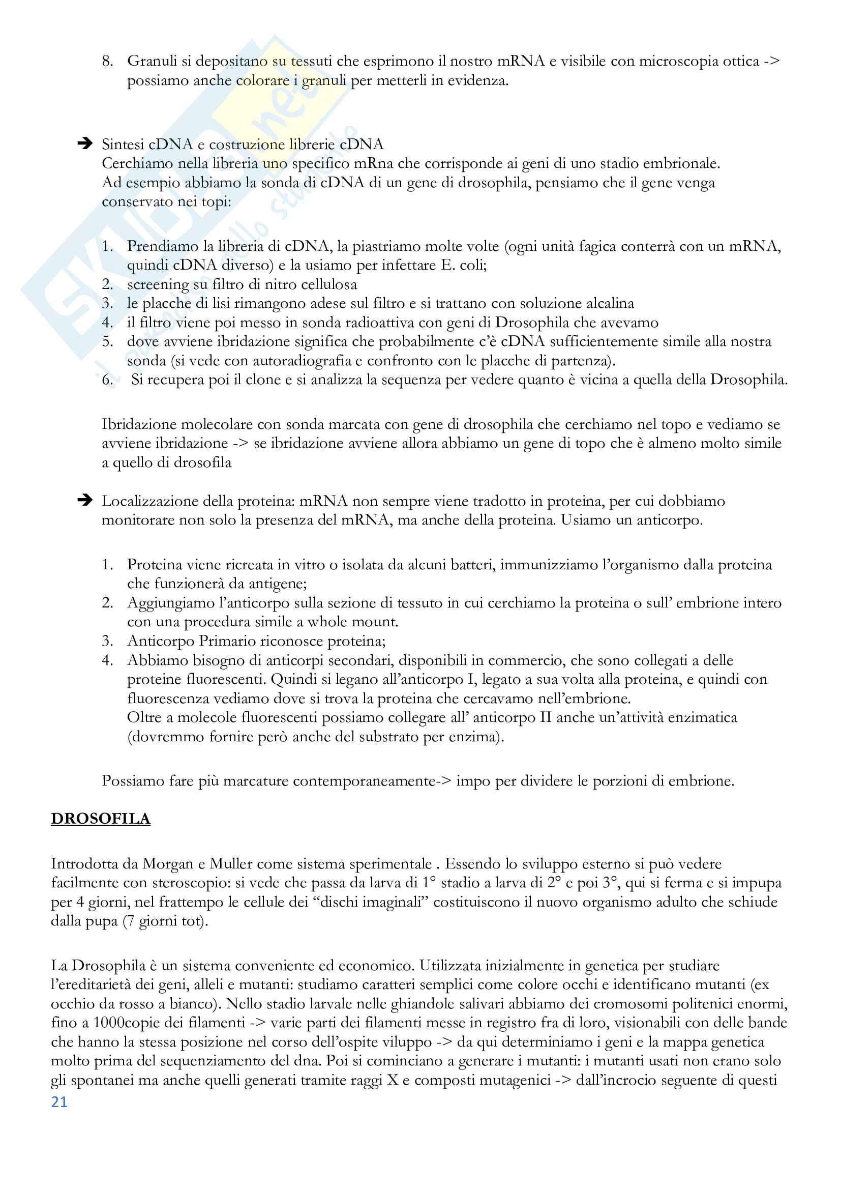 Appunti Integrati Biologia dello Sviluppo Pag. 21