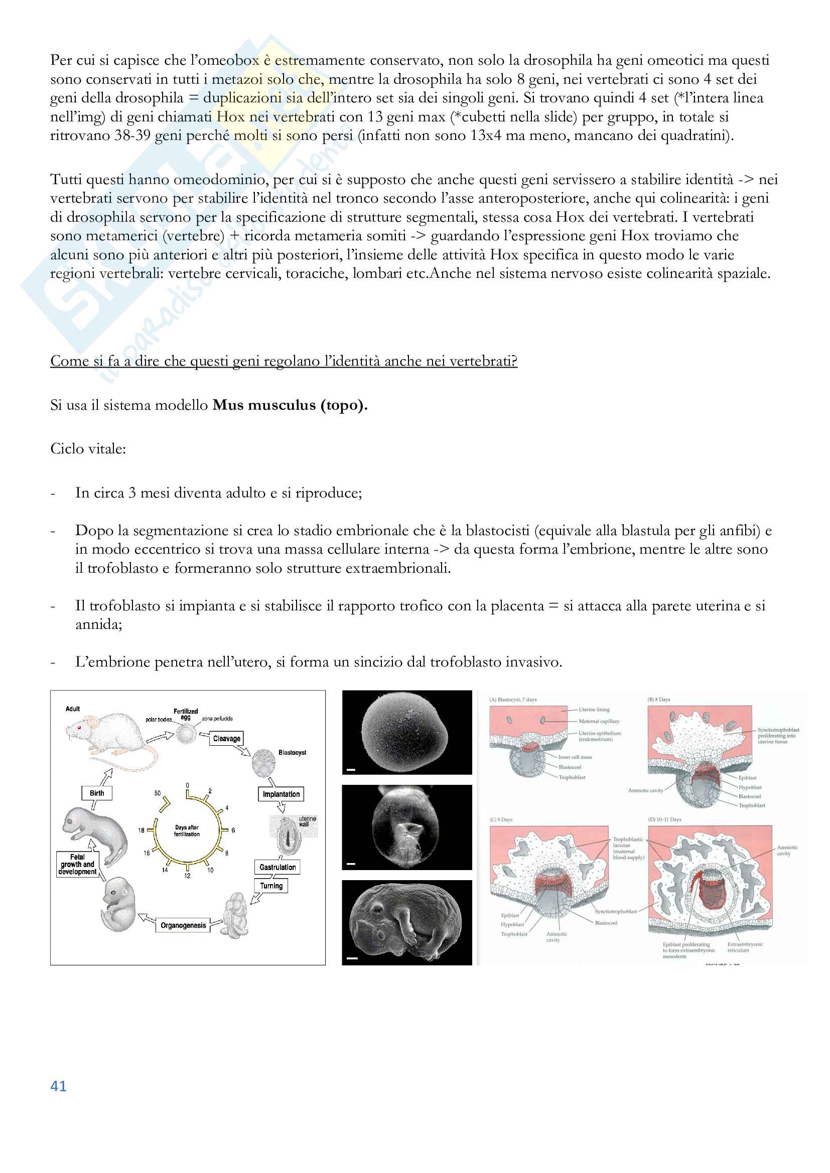 Appunti Integrati Biologia dello Sviluppo Pag. 41