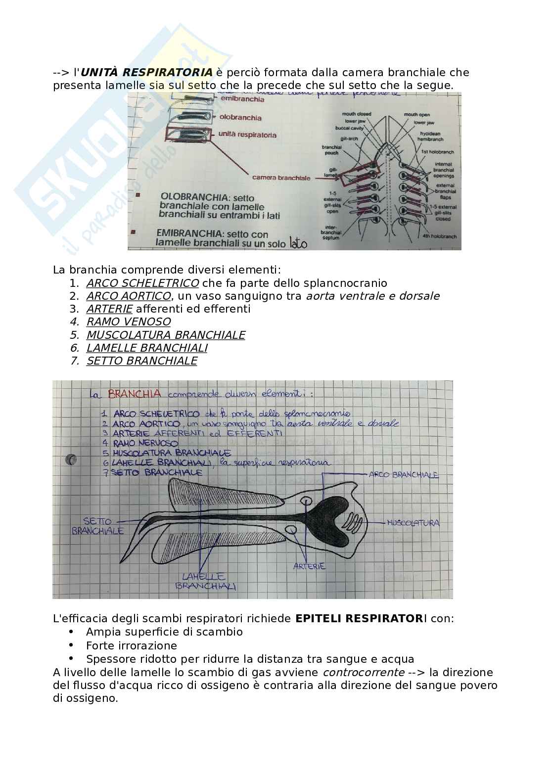 Appunti di Anatomia comparata - parte 2 Pag. 21