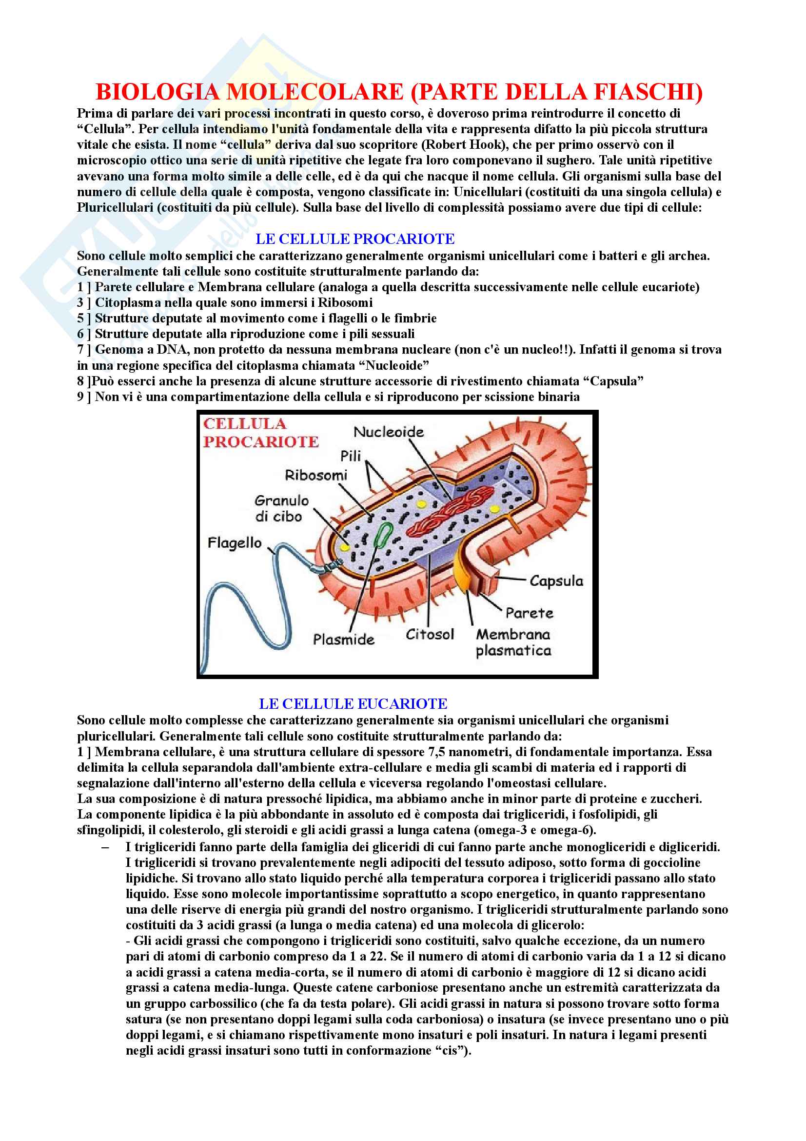 Riassunto di Biologia molecolare Pag. 1