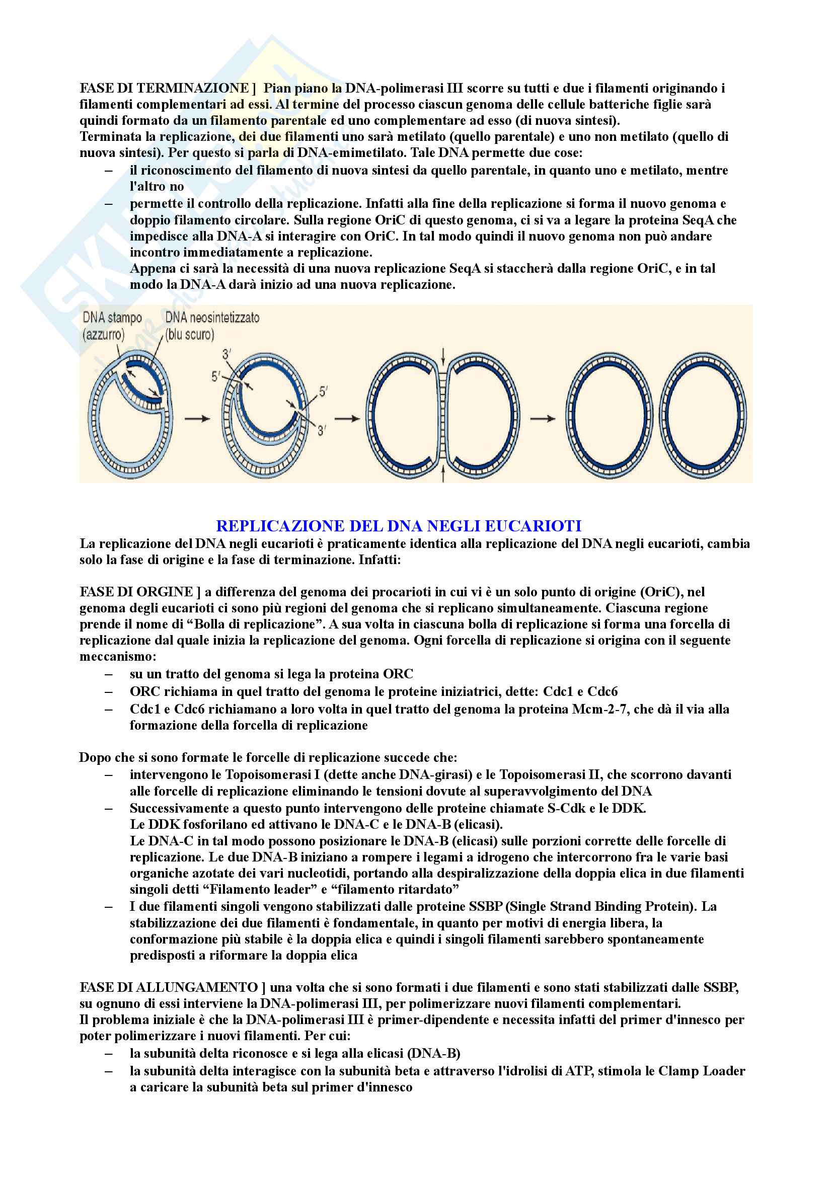 Riassunto di Biologia molecolare Pag. 21
