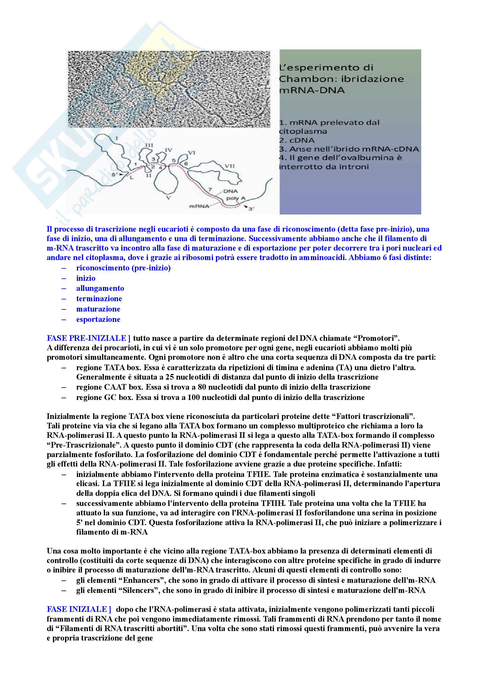 Riassunto di Biologia molecolare Pag. 36