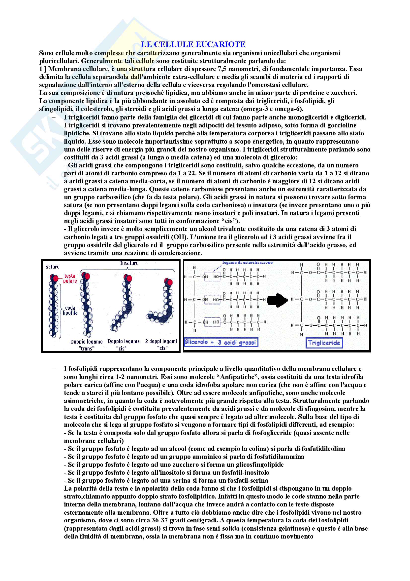 Riassunto di Biologia molecolare Pag. 86