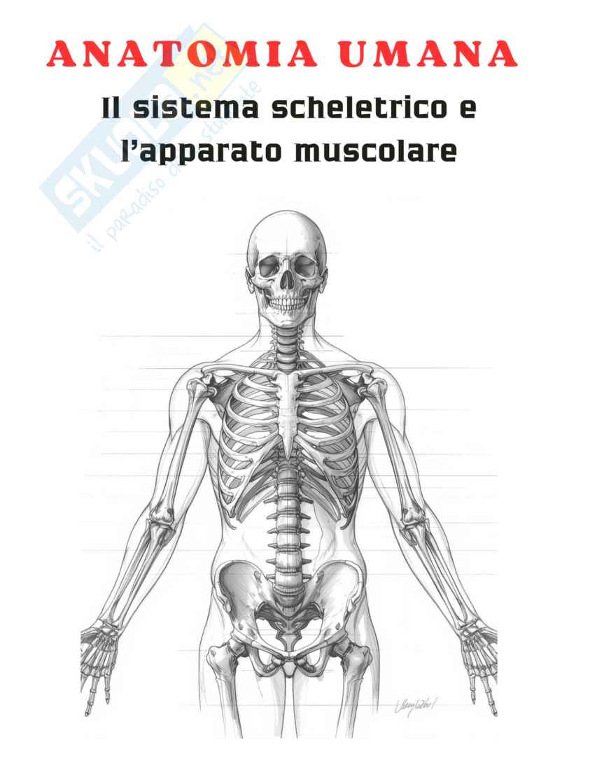Riassunto esame Apparato scheletrico e muscolare anatomia umana, Prof. Martellucci Leone, libro consigliato Anatomia umana, Saladin Pag. 1