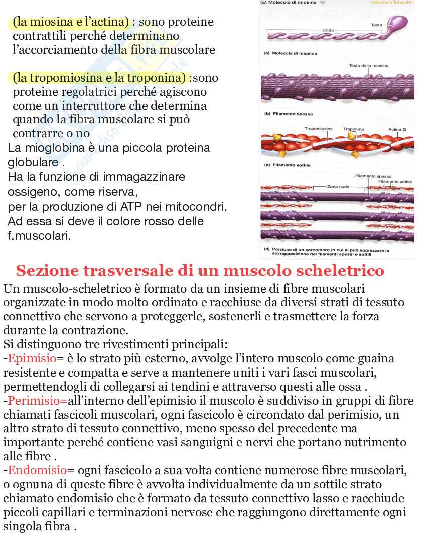Riassunto esame Apparato scheletrico e muscolare anatomia umana, Prof. Martellucci Leone, libro consigliato Anatomia umana, Saladin Pag. 16