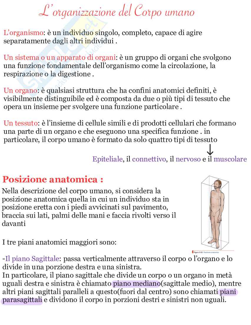 Riassunto esame Apparato scheletrico e muscolare anatomia umana, Prof. Martellucci Leone, libro consigliato Anatomia umana, Saladin Pag. 2