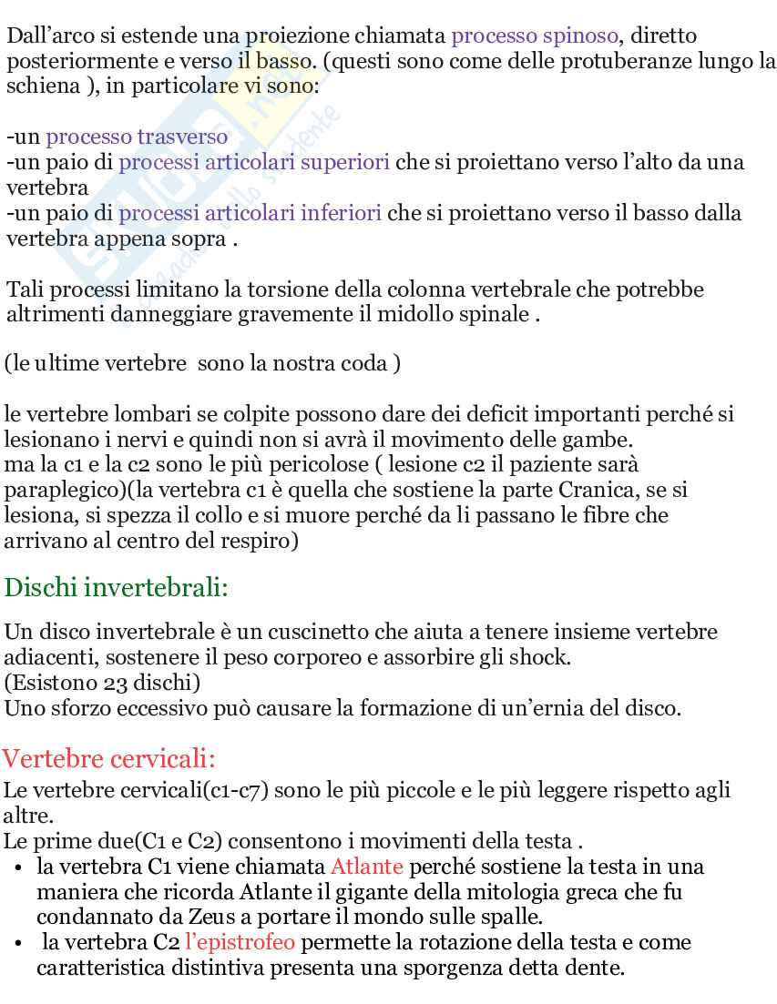 Riassunto esame Apparato scheletrico e muscolare anatomia umana, Prof. Martellucci Leone, libro consigliato Anatomia umana, Saladin Pag. 26