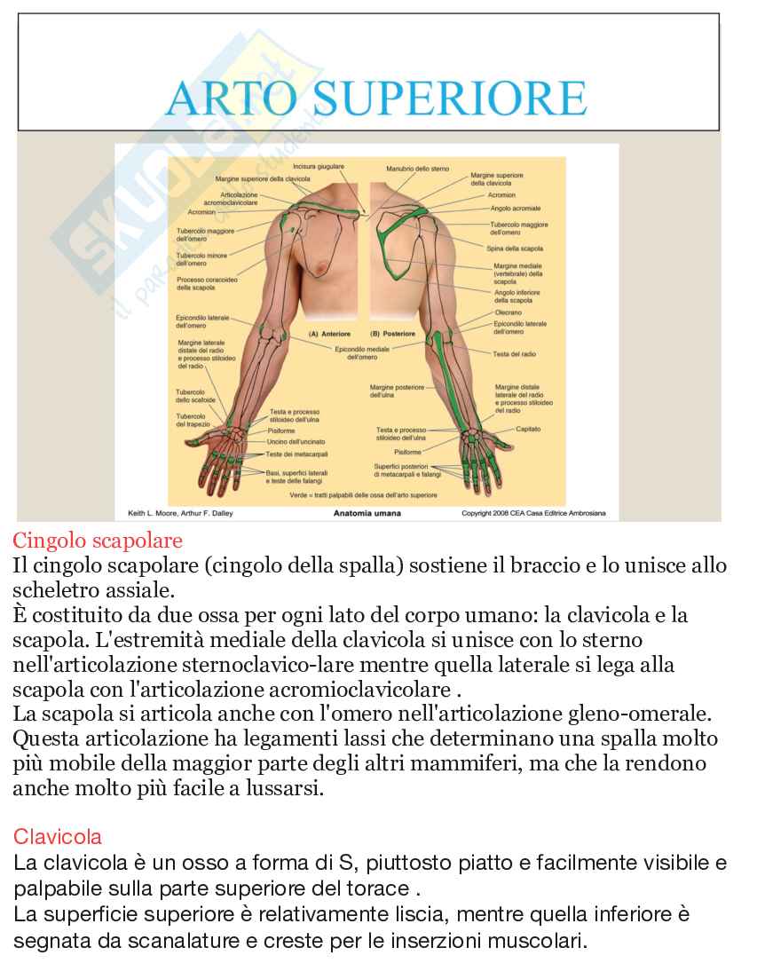 Riassunto esame Apparato scheletrico e muscolare anatomia umana, Prof. Martellucci Leone, libro consigliato Anatomia umana, Saladin Pag. 36