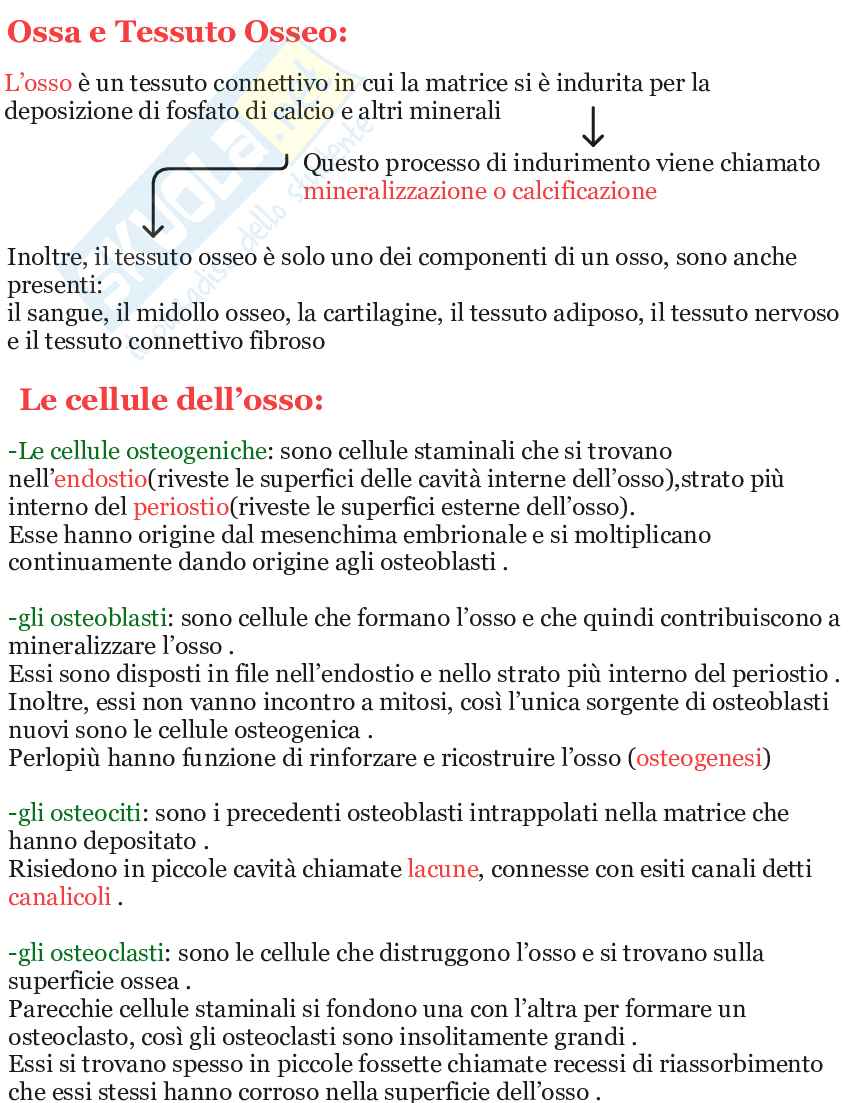 Riassunto esame Apparato scheletrico e muscolare anatomia umana, Prof. Martellucci Leone, libro consigliato Anatomia umana, Saladin Pag. 6