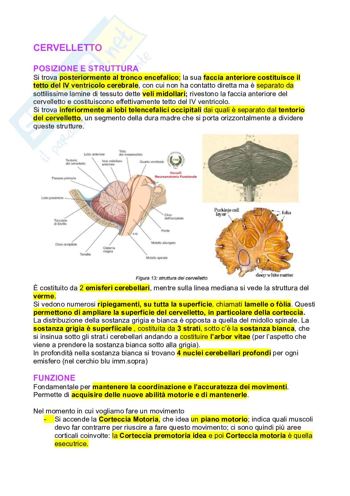 Cervelletto Pag. 1