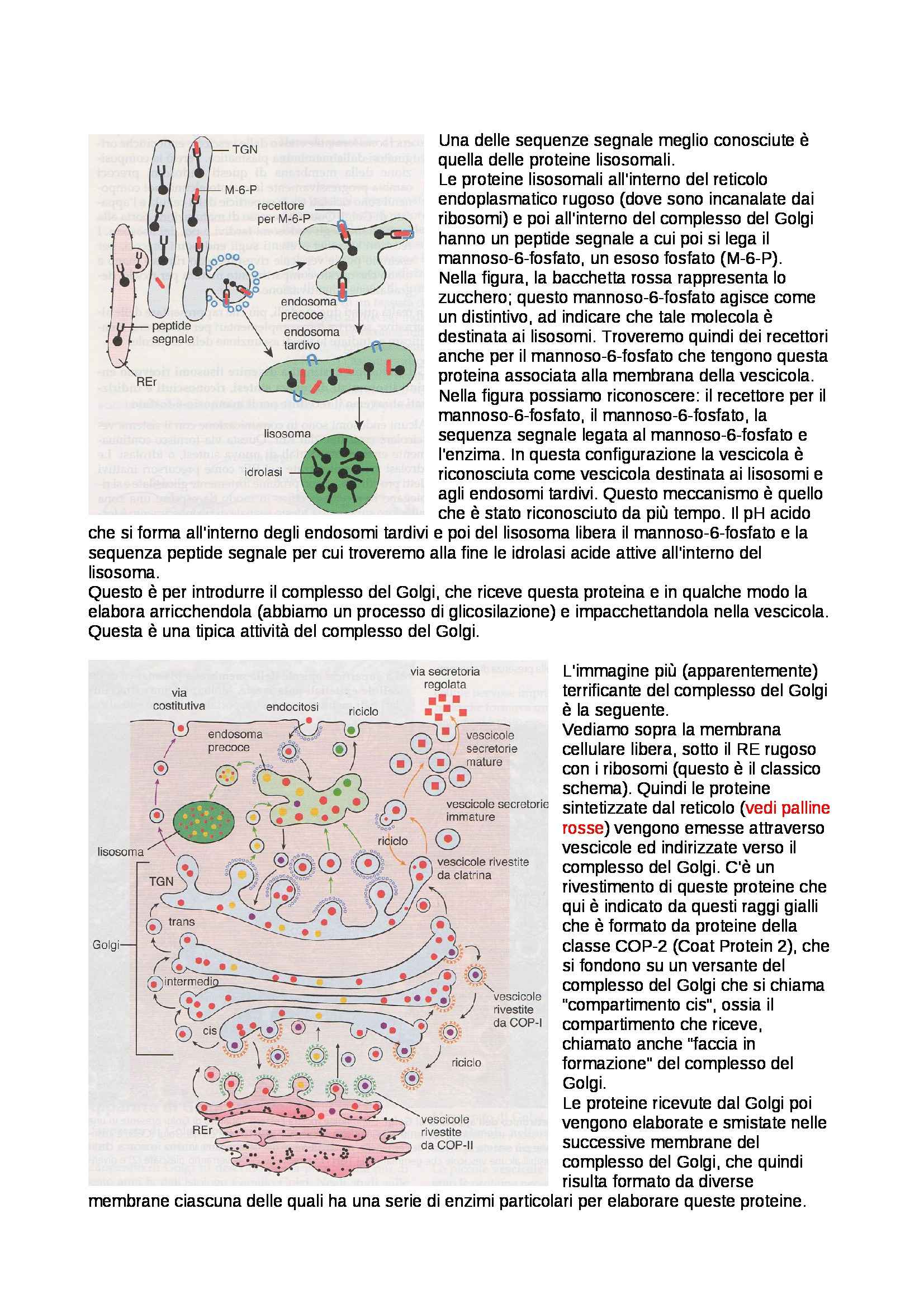 Citologia e istologia - lezione Pag. 6