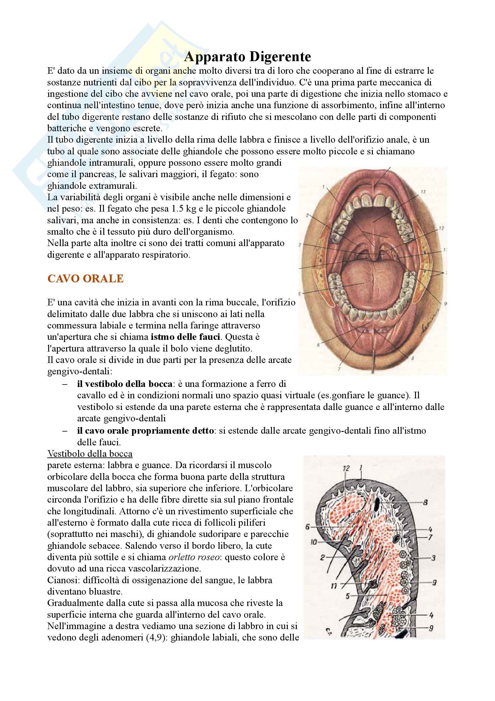 Apparato Digerente, Anatomia Pag. 1